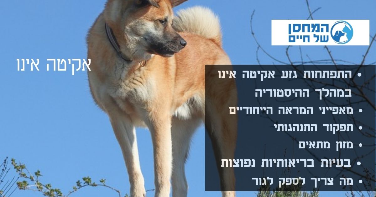 אקיטה אינו